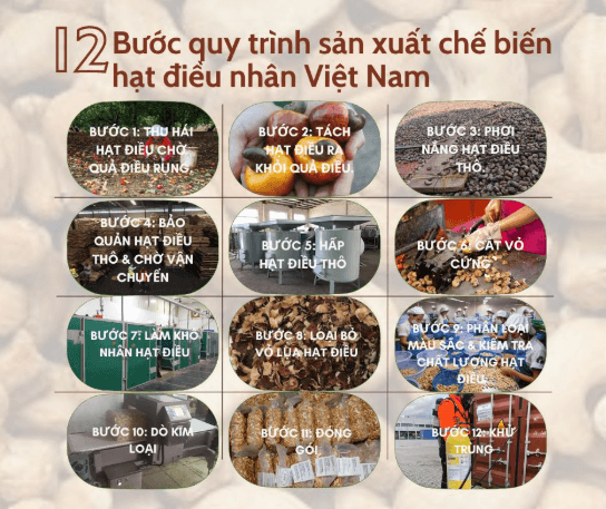 Hạt Điều Thô và Hạt Điều Nhân Là Gì? Chúng Khác Nhau Ra Sao?