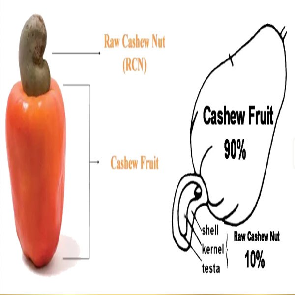 Cần Bao Nhiêu Kg Hạt Điều Thô Để Sản Xuất 1 Kg Nhân Điều?