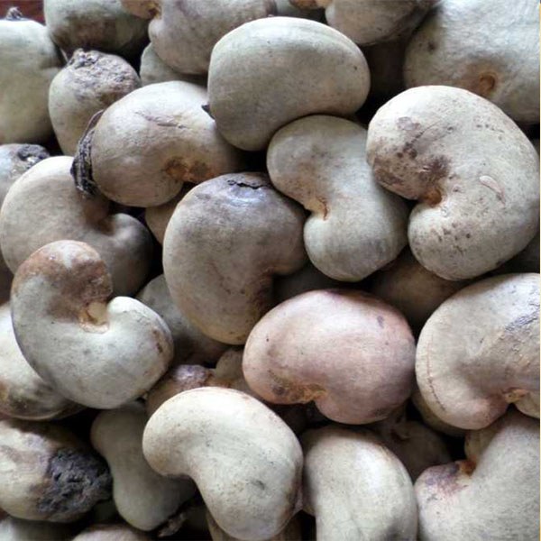 Hạt Điều Thô