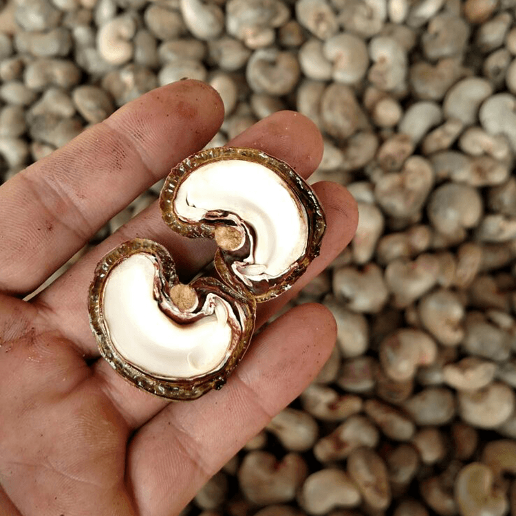 Hạt điều thô