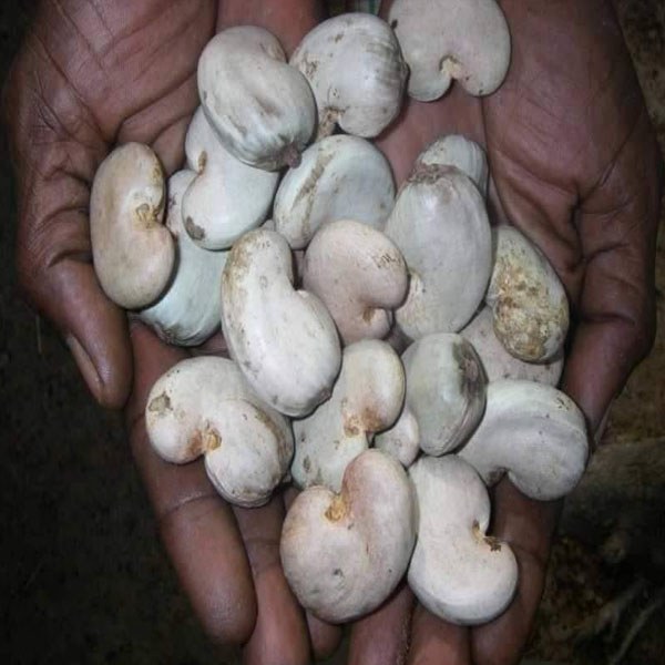 Hạt điều thô Guinea-Bissau