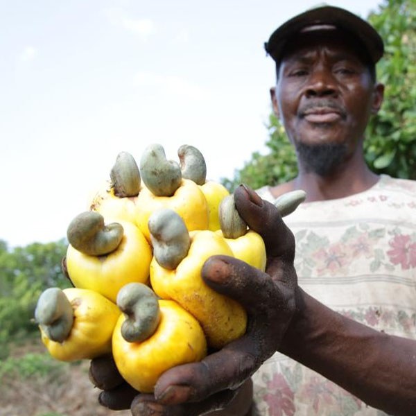 Hạt điều thô Tanzania