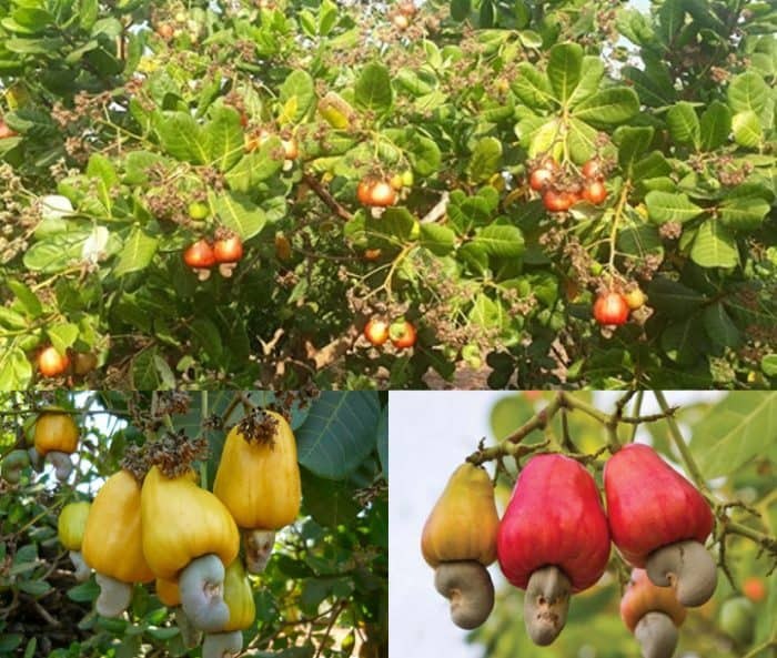 HẠT ĐIỀU THÔ
